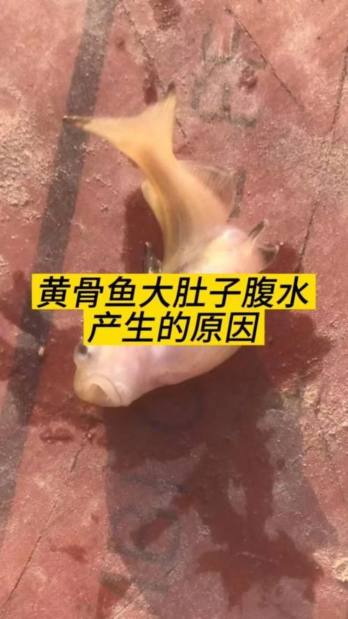 能否提供更多關于魚腹水的圖片，關于魚腹水的知識