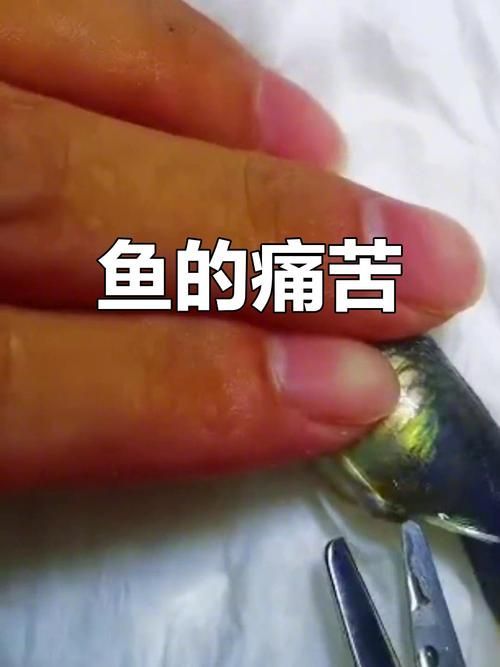 能否提供更多關于魚腹水的圖片，關于魚腹水的知識