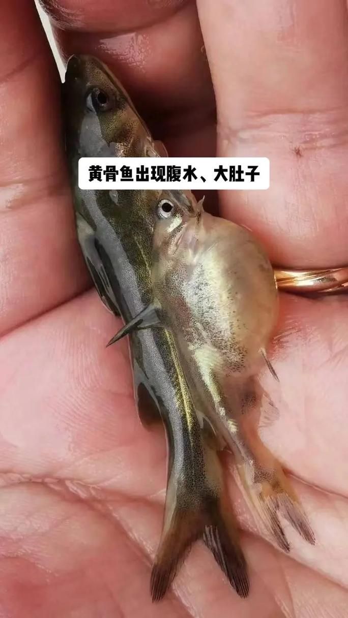 能否提供更多關于魚腹水的圖片，關于魚腹水的知識