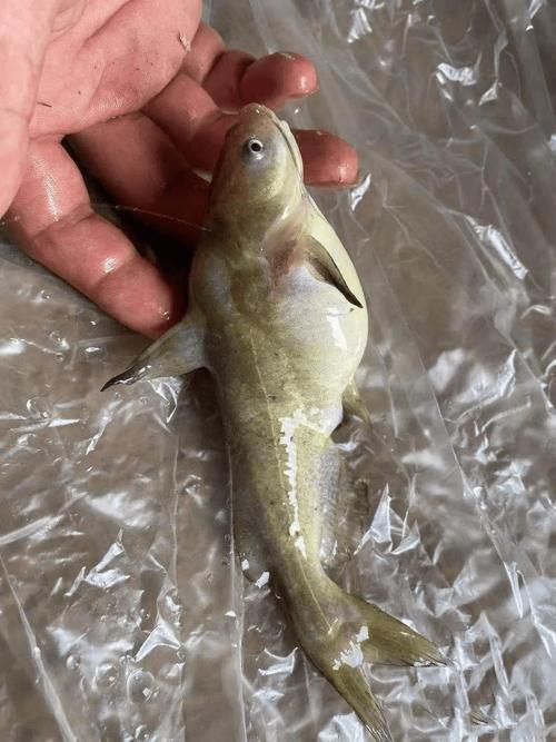 能否提供更多關于魚腹水的圖片，關于魚腹水的知識