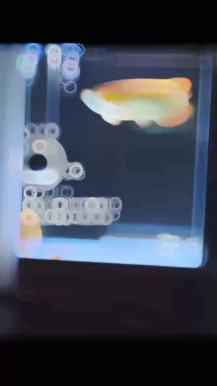 小魚缸養大魚，在小型魚缸中飼養較大魚類可能性及其對生態系統的影響