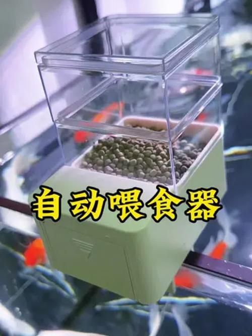 如何預防魚兒生病，西安地區溫帶季風氣候（note）預防魚類疾病的科學方法 如何預防魚兒生病，西安地區溫帶季風氣候（note）預防魚類疾病的科學方法 龍魚百科 第7張
