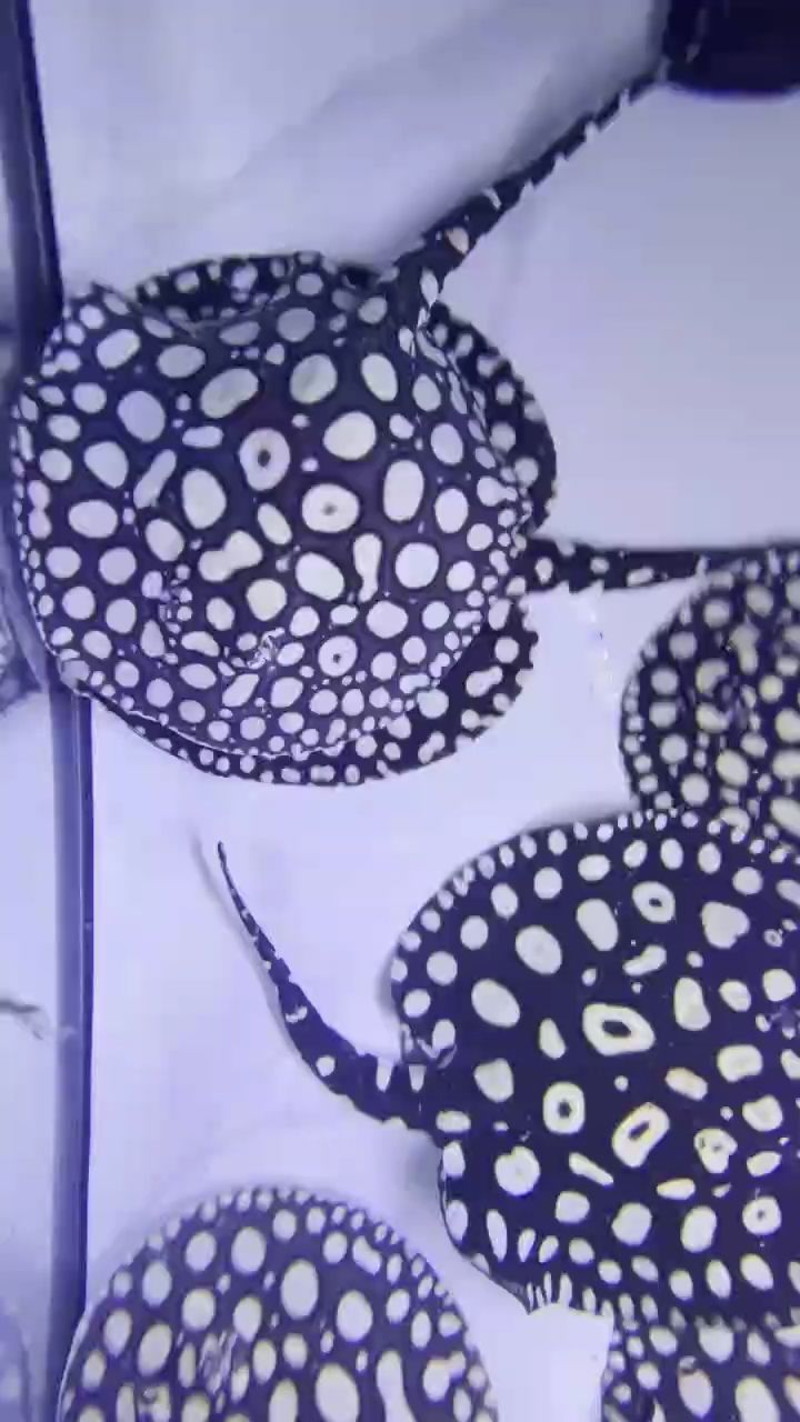 自留一批魚已經25cm，自留魚養殖的成功經驗和存在的成功經驗和存在的問題