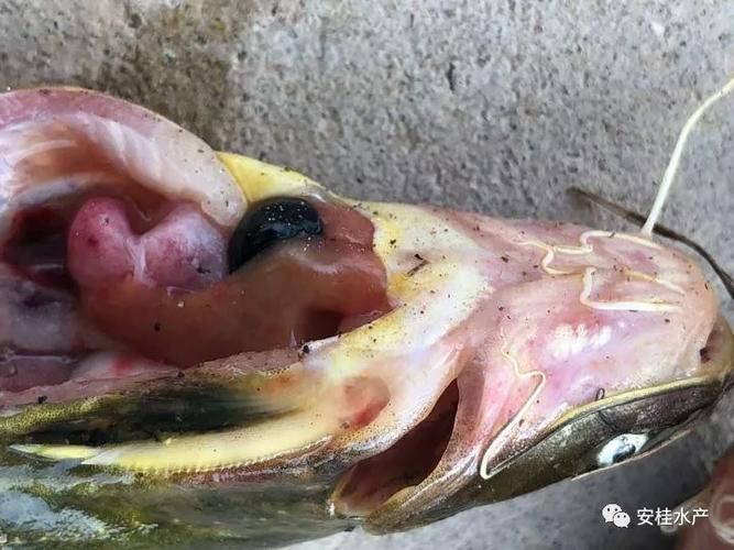 如何判斷魚鰭根部充血，如何判斷魚鰭根部充血——專業診斷指南 如何判斷魚鰭根部充血，如何判斷魚鰭根部充血——專業診斷指南 龍魚百科 第5張