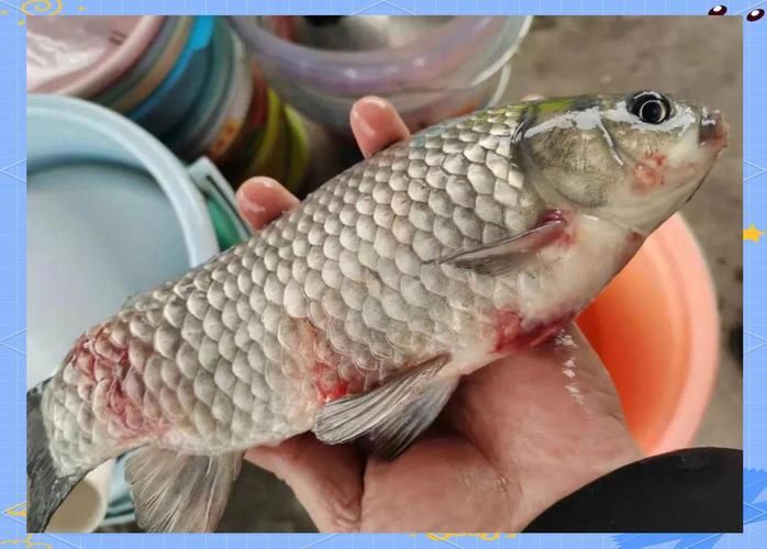 如何判斷魚鰭根部充血，如何判斷魚鰭根部充血——專業診斷指南 如何判斷魚鰭根部充血，如何判斷魚鰭根部充血——專業診斷指南 龍魚百科 第7張