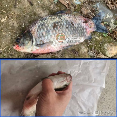 如何判斷魚鰭根部充血，如何判斷魚鰭根部充血——專業診斷指南 如何判斷魚鰭根部充血，如何判斷魚鰭根部充血——專業診斷指南 龍魚百科 第10張