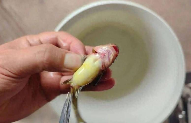 如何判斷魚鰭根部充血，如何判斷魚鰭根部充血——專業診斷指南 如何判斷魚鰭根部充血，如何判斷魚鰭根部充血——專業診斷指南 龍魚百科 第2張