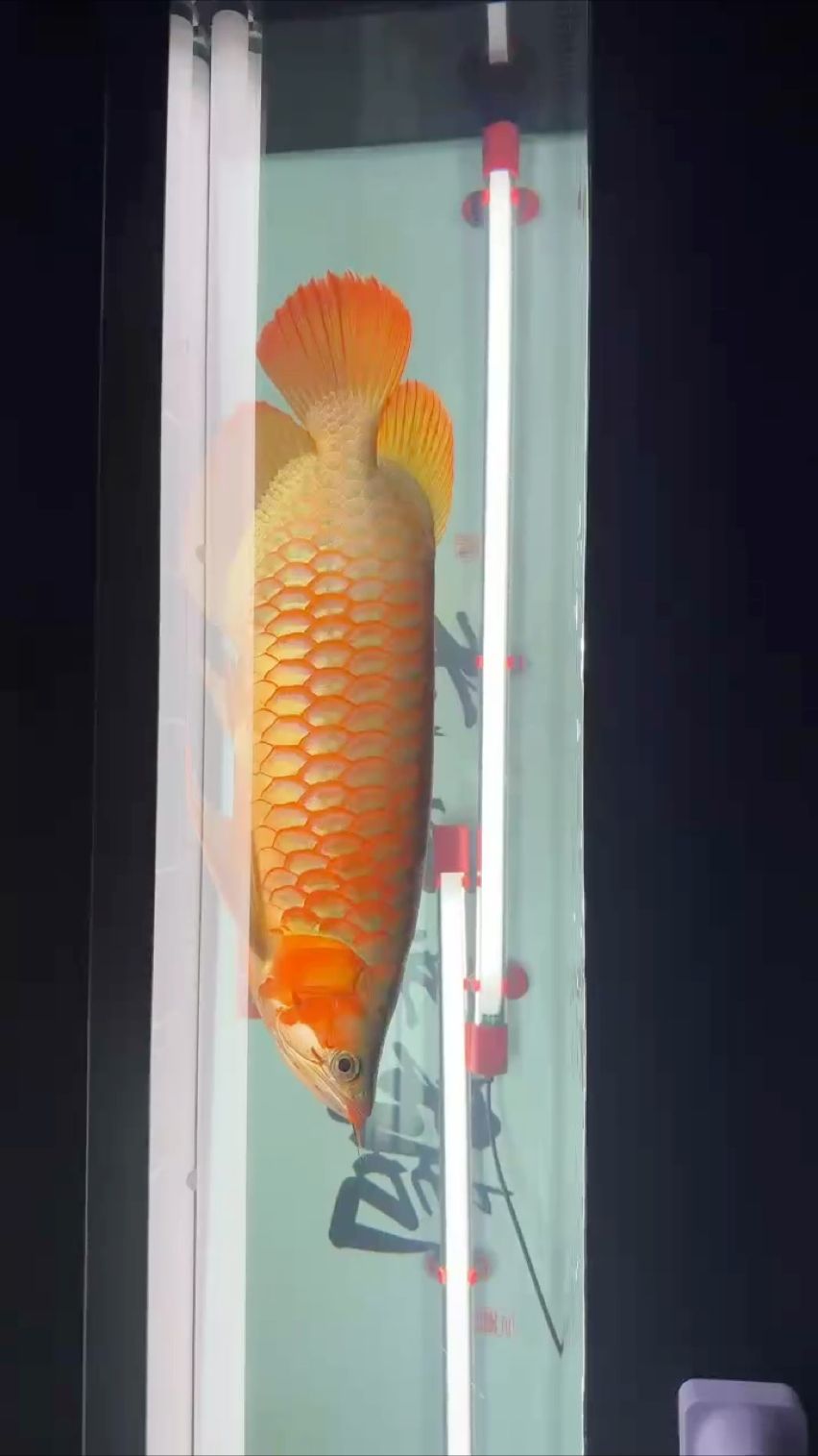 龍魚干蝦有營養嗎 #紅龍魚#龍魚日記,我與紅龍魚共度的日記 龍魚論壇 #紅龍魚#龍魚日記,我與紅龍魚共度的日記 #紅龍魚#龍魚日記,我與紅龍魚共度的日記 龍魚論壇