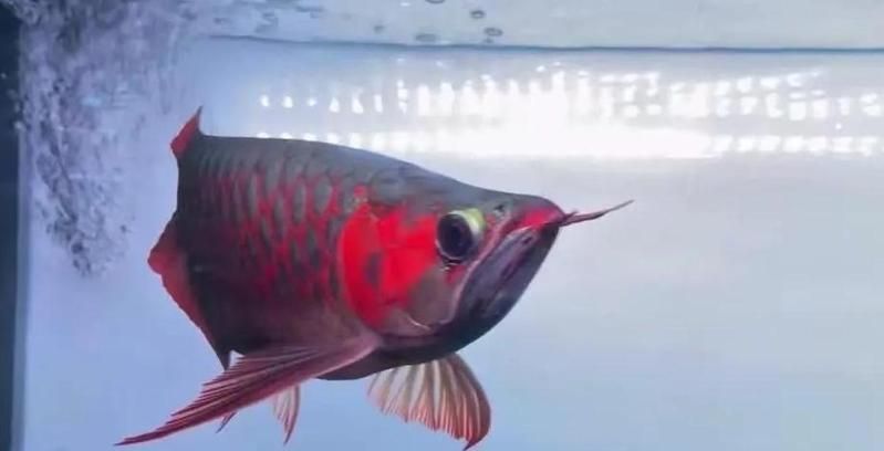 紅龍魚購買注意事項，紅龍魚購買注意事項詳解 紅龍魚購買注意事項，紅龍魚購買注意事項詳解 龍魚百科 第4張