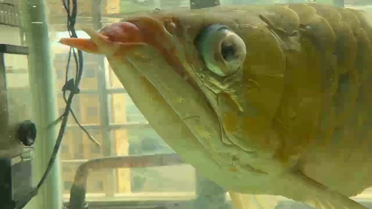 很多瑕疵的魚 記錄一下 第一天，很多瑕疵的魚記錄一下第一天