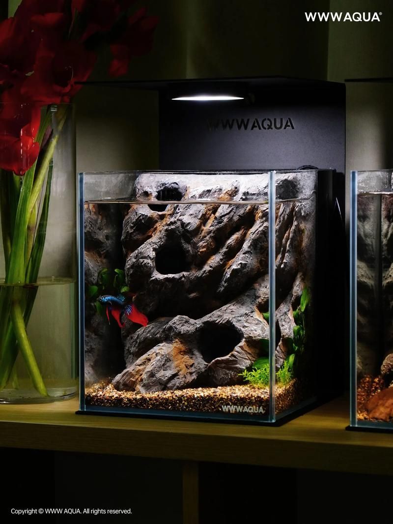 如何科學飼養短身紅龍魚,短身紅龍魚科學飼養全流程指南 龍魚百科 第4張 如何科學飼養短身紅龍魚,短身紅龍魚科學飼養全流程指南 如何科學飼養短身紅龍魚,短身紅龍魚科學飼養全流程指南 龍魚百科 第4張