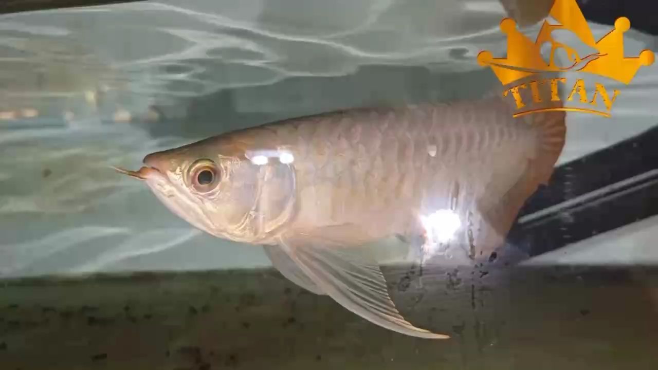 哈哈，哈雷彗星的神秘之旅