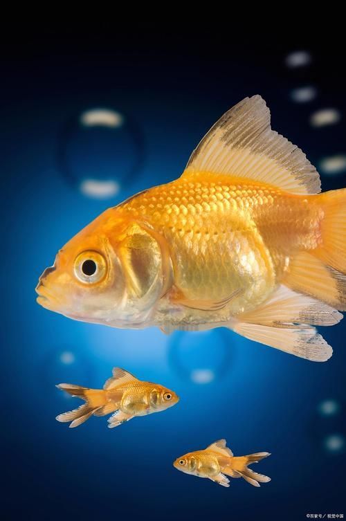 能否提供金龍魚雌雄對比的圖片，金龍魚的性別特征
