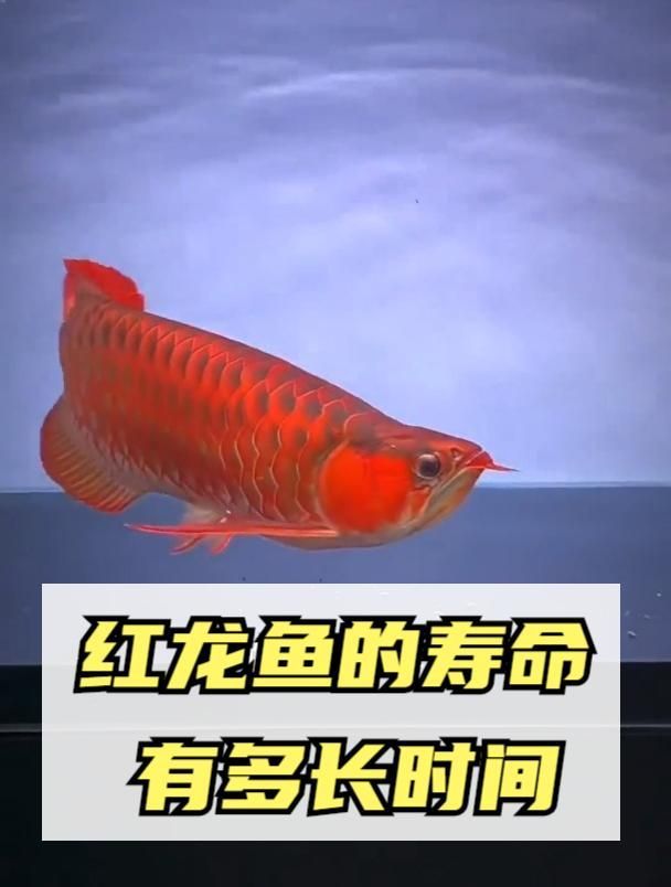 龍魚(yú)和鳳魚(yú)的壽命有多長(zhǎng)？，一條龍魚(yú)能活多少年？ 龍魚(yú)和鳳魚(yú)的壽命有多長(zhǎng)？，一條龍魚(yú)能活多少年？ 龍魚(yú)百科 第4張