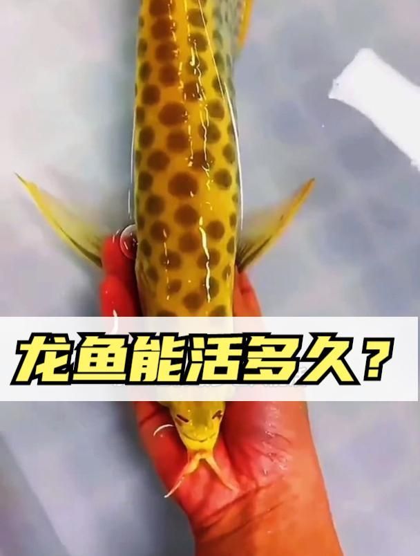 龍魚(yú)和鳳魚(yú)的壽命有多長(zhǎng)？，一條龍魚(yú)能活多少年？ 龍魚(yú)和鳳魚(yú)的壽命有多長(zhǎng)？，一條龍魚(yú)能活多少年？ 龍魚(yú)百科 第2張