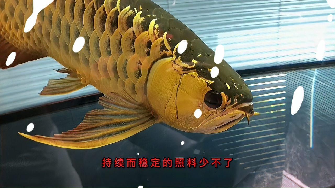 龍魚(yú)和鳳魚(yú)的壽命有多長(zhǎng)？，一條龍魚(yú)能活多少年？ 龍魚(yú)和鳳魚(yú)的壽命有多長(zhǎng)？，一條龍魚(yú)能活多少年？ 龍魚(yú)百科 第3張