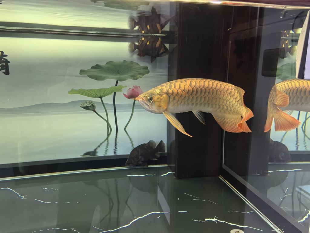 堅持愛好,_人見人愛評論:堅持愛好的重要性,本文探討 龍魚論壇 第2張 堅持愛好,_人見人愛評論:堅持愛好的重要性,本文探討 堅持愛好,_人見人愛評論:堅持愛好的重要性,本文探討 龍魚論壇 第2張
