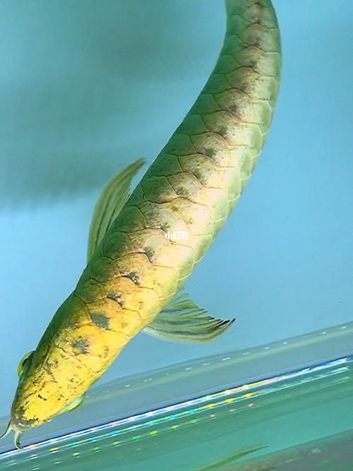 承德縣龍魚的價格是多少？，承德縣龍魚價格與全國市場基本同步，如何辨別龍魚的真偽 承德縣龍魚的價格是多少？，承德縣龍魚價格與全國市場基本同步，如何辨別龍魚的真偽 龍魚百科 第5張