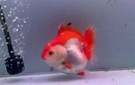 金魚爛尾巴潰爛最簡單方法，如何處理金魚的爛尾巴問題 金魚爛尾巴潰爛最簡單方法，如何處理金魚的爛尾巴問題 龍魚百科 第2張