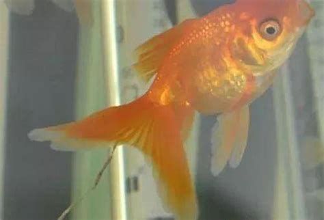 金魚爛尾巴潰爛最簡單方法，如何處理金魚的爛尾巴問題 金魚爛尾巴潰爛最簡單方法，如何處理金魚的爛尾巴問題 龍魚百科 第1張