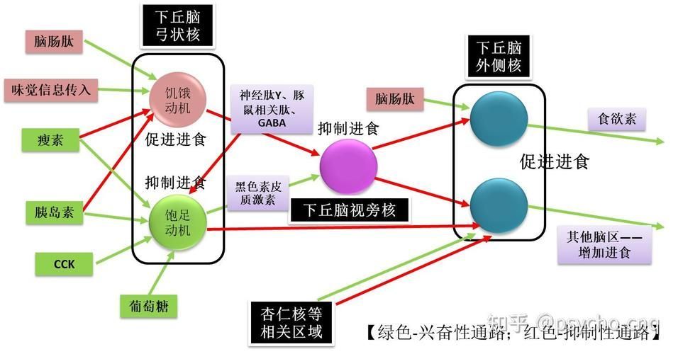 能再詳細分析幾個拒食原因嗎，厭深入探討拒食現象 能再詳細分析幾個拒食原因嗎，厭深入探討拒食現象 龍魚百科 第5張