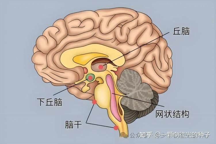 能再詳細分析幾個拒食原因嗎，厭深入探討拒食現象 能再詳細分析幾個拒食原因嗎，厭深入探討拒食現象 龍魚百科 第1張