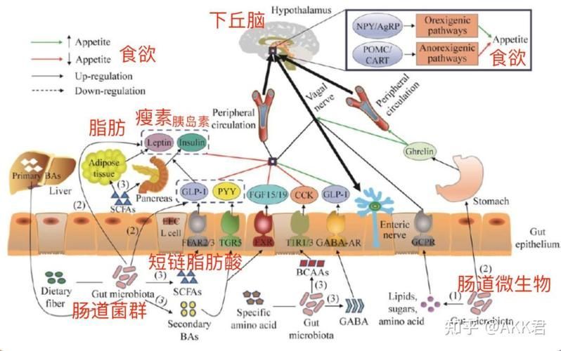 能再詳細分析幾個拒食原因嗎，厭深入探討拒食現象 能再詳細分析幾個拒食原因嗎，厭深入探討拒食現象 龍魚百科 第4張