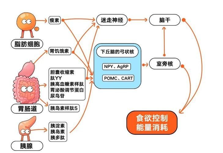 能再詳細分析幾個拒食原因嗎，厭深入探討拒食現象 能再詳細分析幾個拒食原因嗎，厭深入探討拒食現象 龍魚百科 第6張