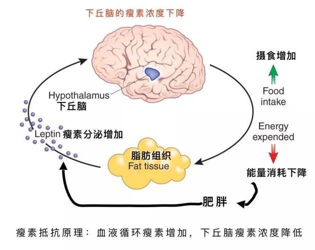 能再詳細分析幾個拒食原因嗎，厭深入探討拒食現象 能再詳細分析幾個拒食原因嗎，厭深入探討拒食現象 龍魚百科 第3張