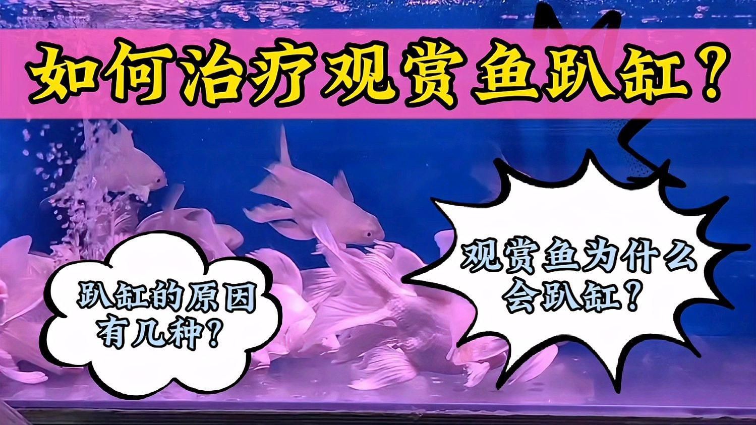 有哪些藥物可以治療魚兒趴缸，治療觀賞魚趴缸的注意事項
