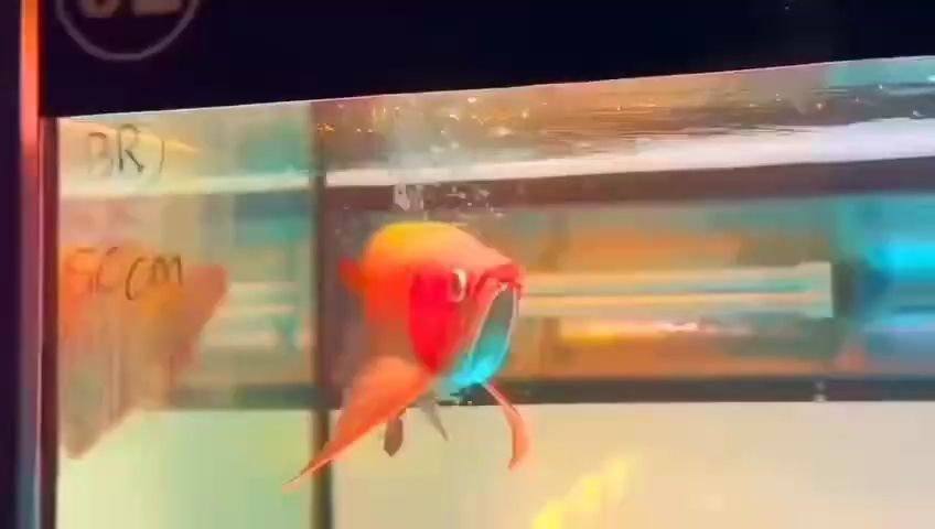 龍魚，水族館和家庭養魚中都受到了