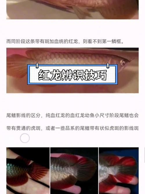 給我一些真假血紅龍魚的圖片對比，如何鑒別真假血紅龍魚