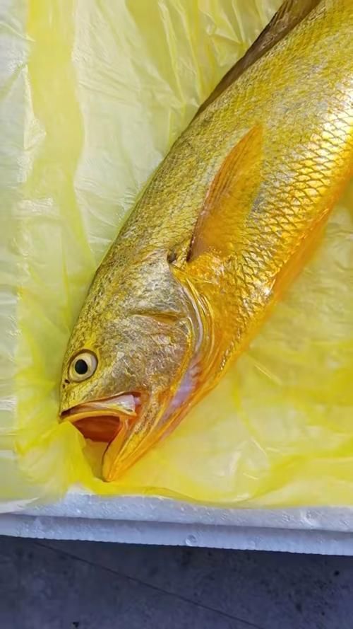 <strong><mark>塘沽</mark></strong>龍魚和大黃魚的區別，“<strong><mark>塘沽</mark></strong>龍魚”與“大黃魚”的區別