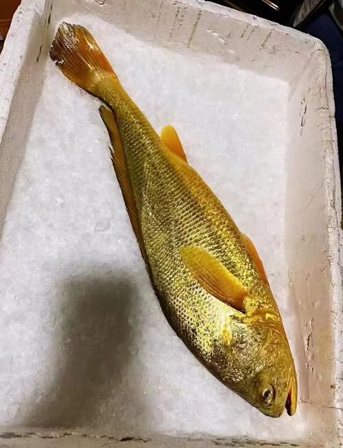 塘沽龍魚(yú)和大黃魚(yú)的區(qū)別，“塘沽龍魚(yú)”與“大黃魚(yú)”的區(qū)別