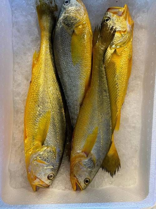 塘沽龍魚(yú)和大黃魚(yú)的區(qū)別，“塘沽龍魚(yú)”與“大黃魚(yú)”的區(qū)別