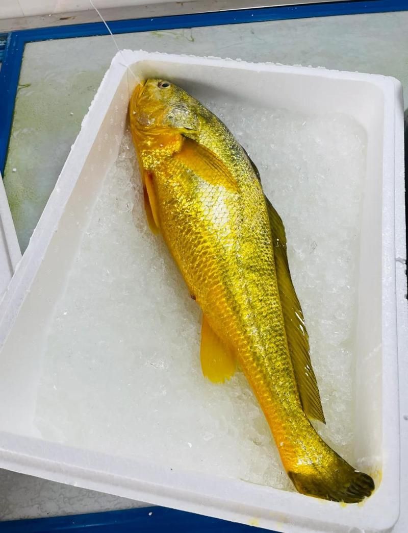 塘沽龍魚(yú)和大黃魚(yú)的區(qū)別，“塘沽龍魚(yú)”與“大黃魚(yú)”的區(qū)別