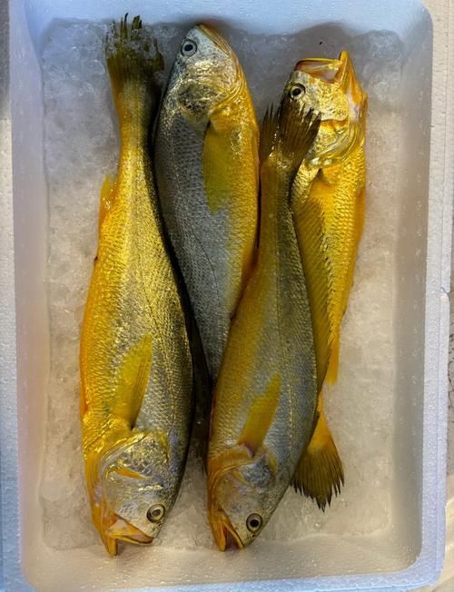 塘沽龍魚(yú)和大黃魚(yú)的區(qū)別，“塘沽龍魚(yú)”與“大黃魚(yú)”的區(qū)別