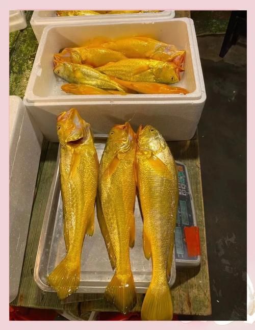 塘沽龍魚(yú)和大黃魚(yú)的區(qū)別，“塘沽龍魚(yú)”與“大黃魚(yú)”的區(qū)別