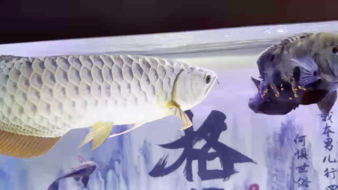 還得是你招人喜[aini][aini]，“還得是你招人喜”的意義