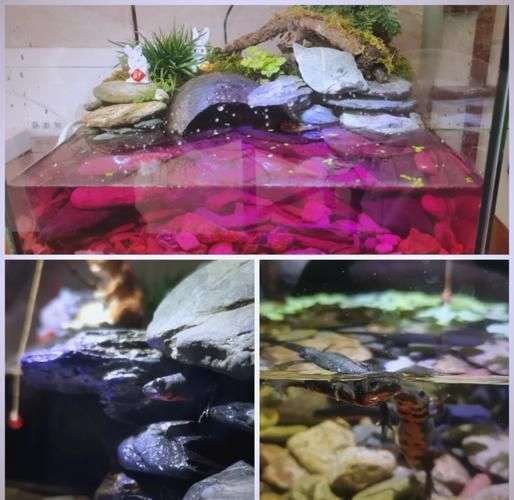 如何科學飼養(yǎng)火龍魚蠑螈，火龍魚蠑螈的飼養(yǎng)方法