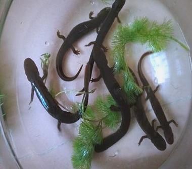 如何科學飼養(yǎng)火龍魚蠑螈，火龍魚蠑螈的飼養(yǎng)方法