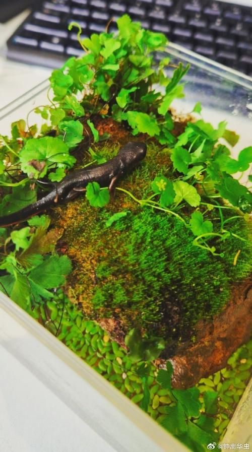 如何科學飼養(yǎng)火龍魚蠑螈，火龍魚蠑螈的飼養(yǎng)方法
