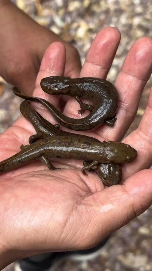 如何科學飼養(yǎng)火龍魚蠑螈，火龍魚蠑螈的飼養(yǎng)方法