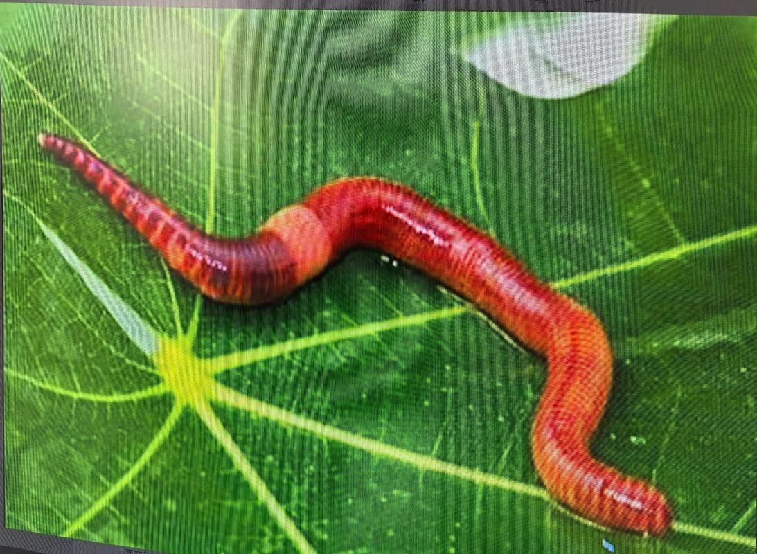 如何科學飼養(yǎng)火龍魚蠑螈，火龍魚蠑螈的飼養(yǎng)方法