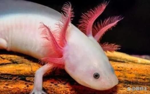 如何科學飼養(yǎng)火龍魚蠑螈，火龍魚蠑螈的飼養(yǎng)方法
