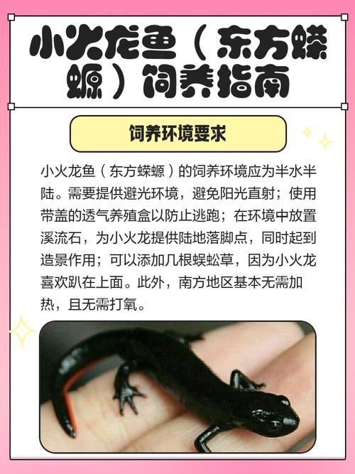 如何科學飼養(yǎng)火龍魚蠑螈，火龍魚蠑螈的飼養(yǎng)方法