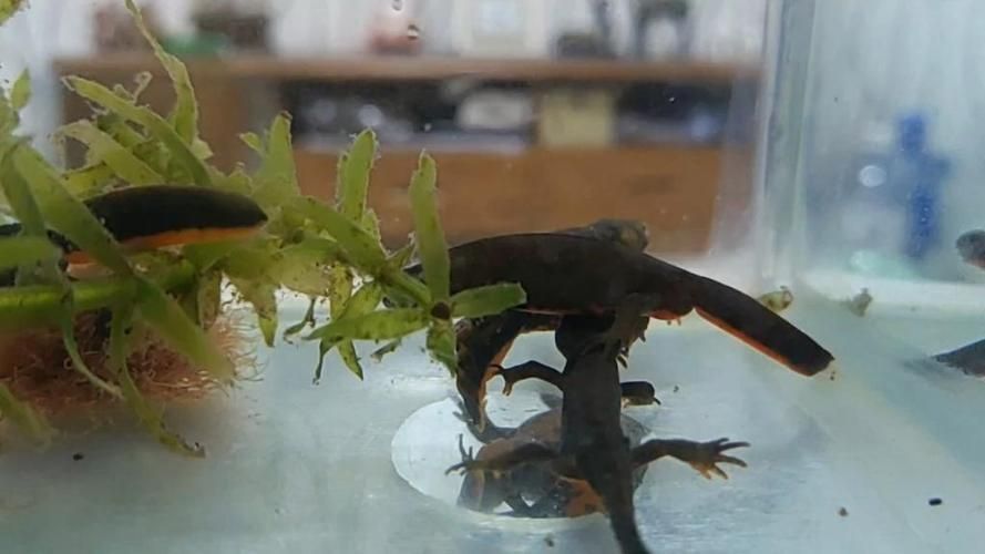 如何科學飼養(yǎng)火龍魚蠑螈，火龍魚蠑螈的飼養(yǎng)方法