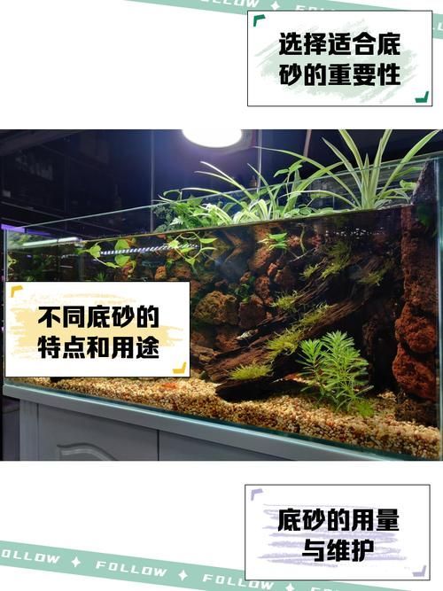 如何科學飼養(yǎng)火龍魚蠑螈，火龍魚蠑螈的飼養(yǎng)方法