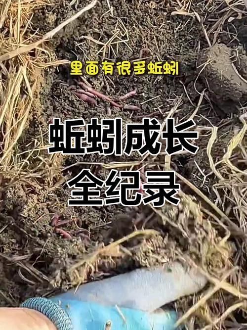 如何科學飼養(yǎng)火龍魚蠑螈，火龍魚蠑螈的飼養(yǎng)方法