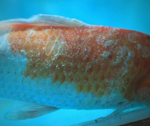 如何治療魚眼睛細菌感染，治療魚眼睛細菌性感染的方案